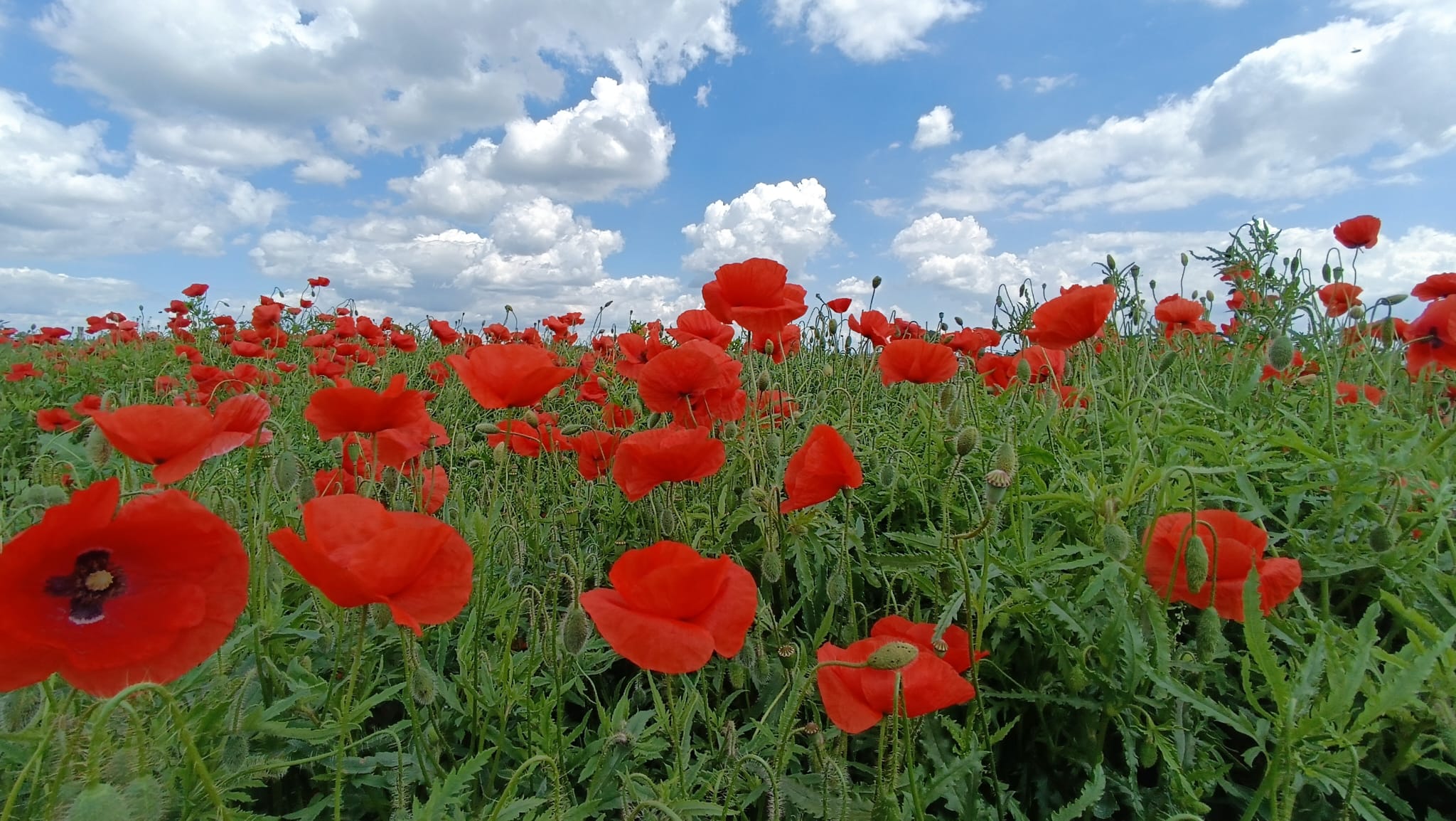 Poppy Fields in Poland: When and Where to See Them