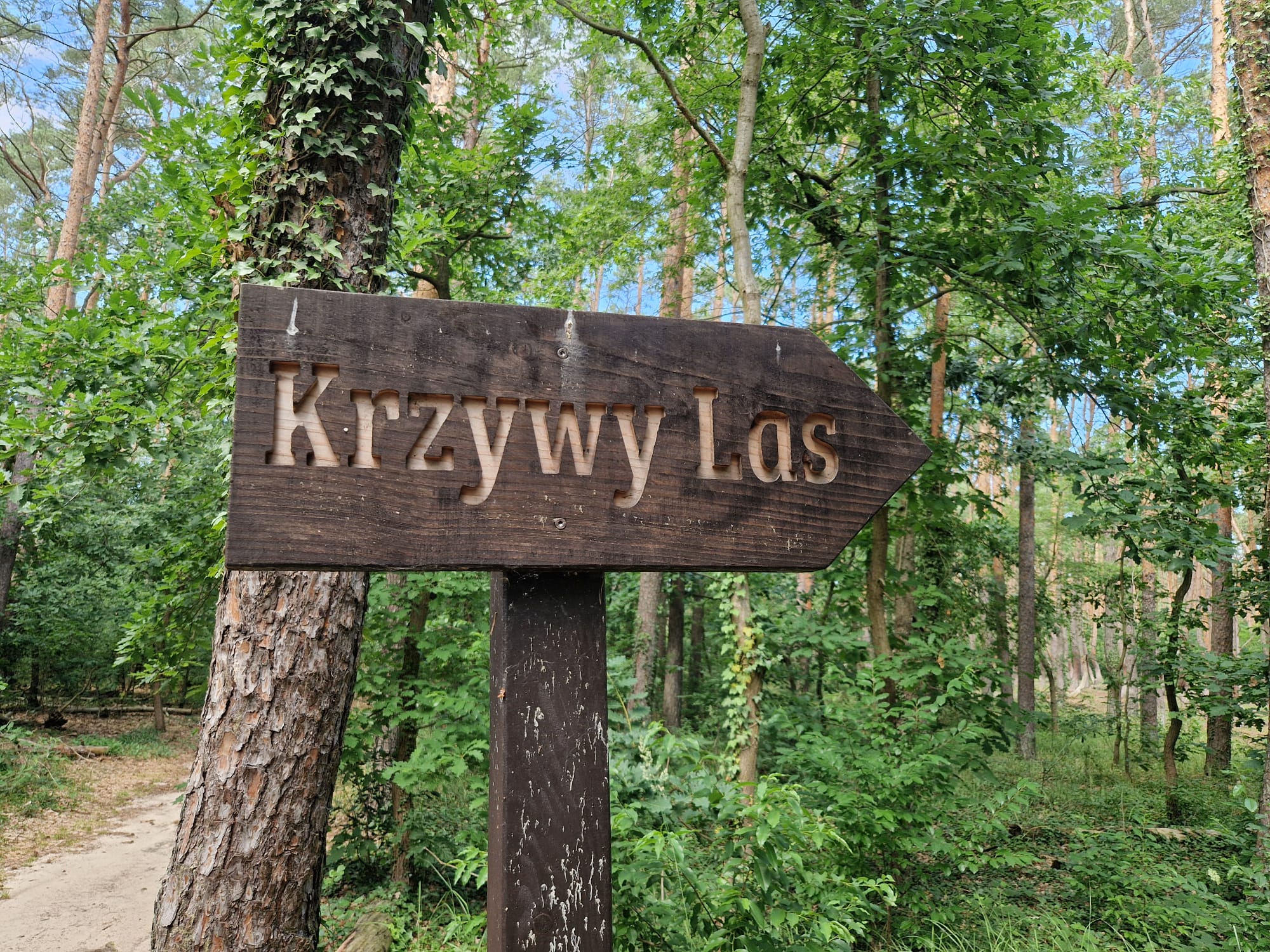 Why You Should Visit Poland’s Crooked Forest